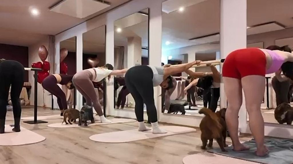 Abre el primer estudio de fitness en Cataluña al que puedes acudir con tu perro