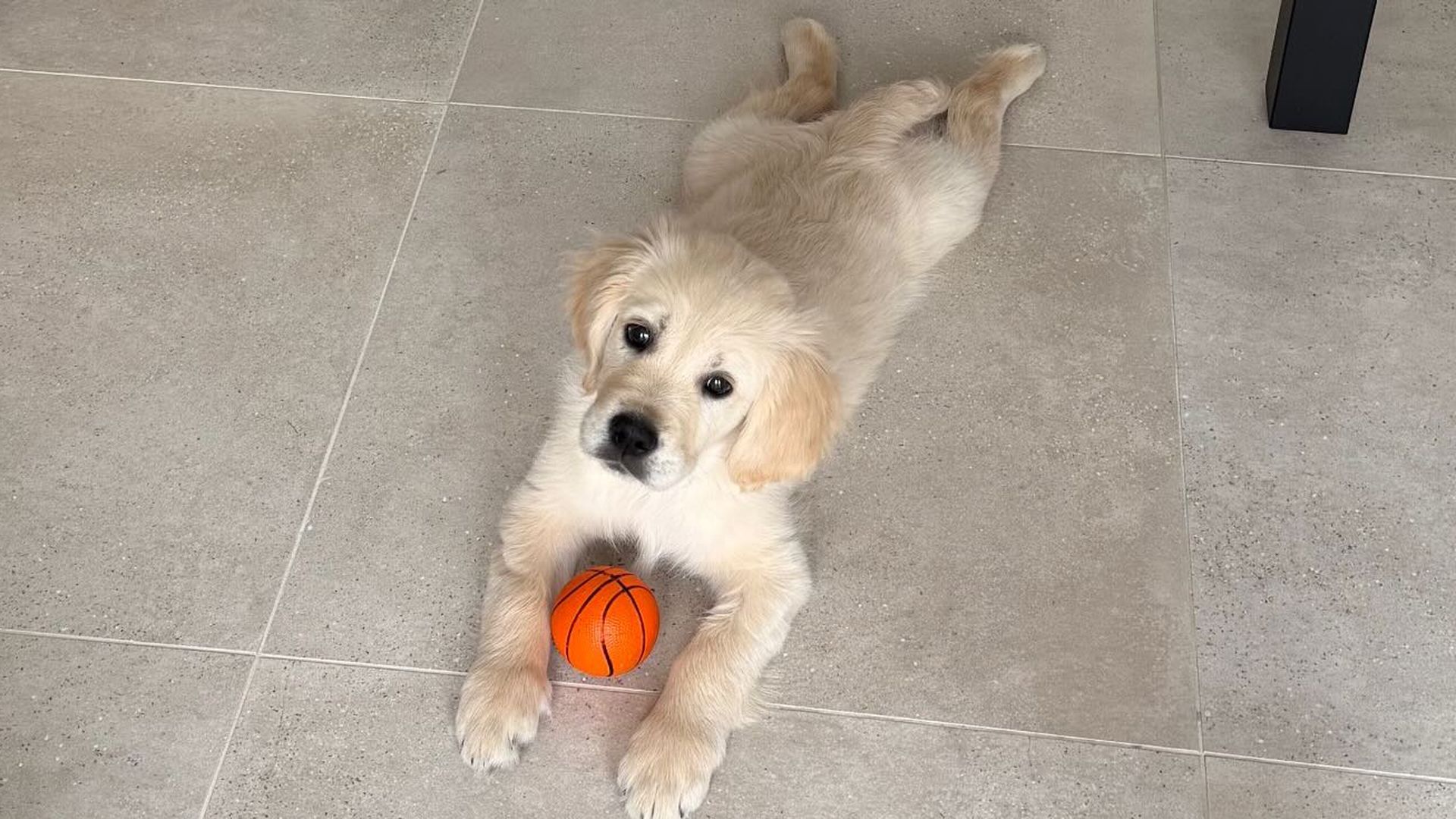 Kodi, el nuevo miembro de la familia