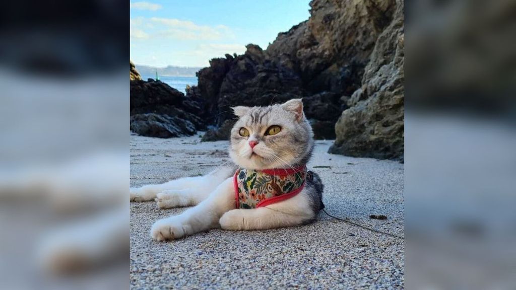 Sorbi, la gata modelo más querida de Portonovo, Pontevedra