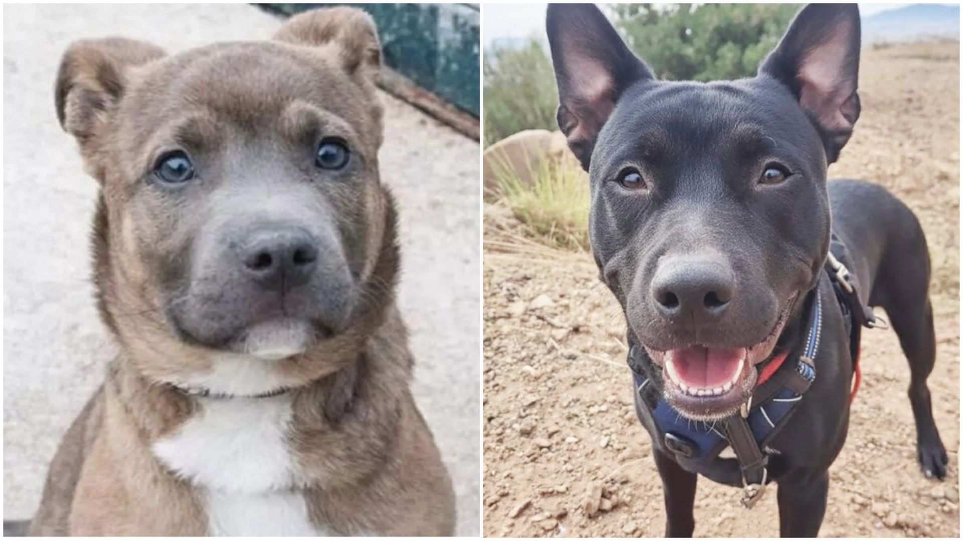 Zander y Tyson fueron robados del Centre d'Acollida d'Animals de Companyia del Barcelonès Nord