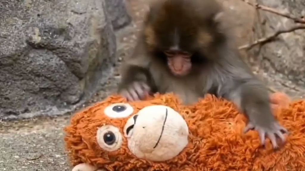 Las nuevas imágenes virales de Punch, el mono de Japón que conquistó a todo el mundo: ¿qué hace ahora en el zoo?