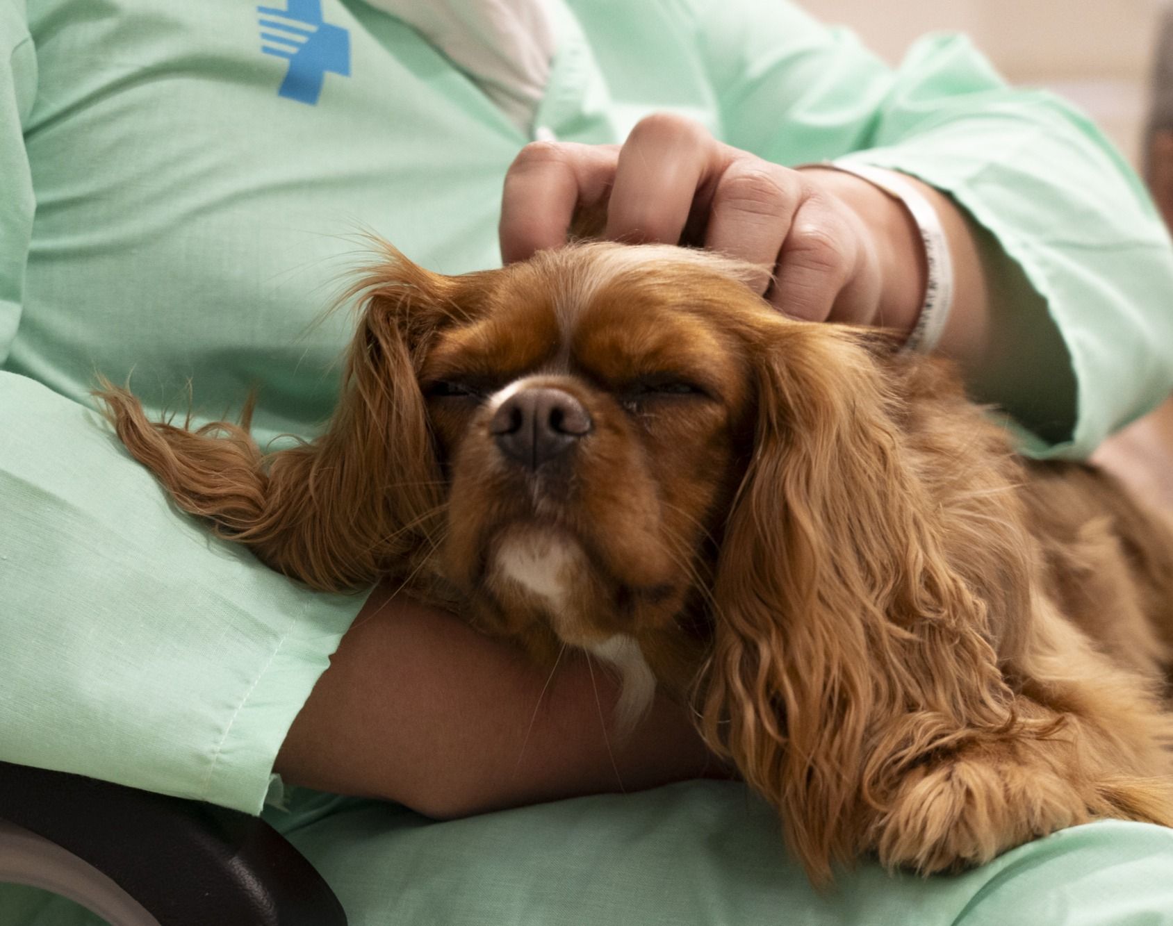 Keisy, una cavalier king Charles Spaniel de 3 años, participa en el programa