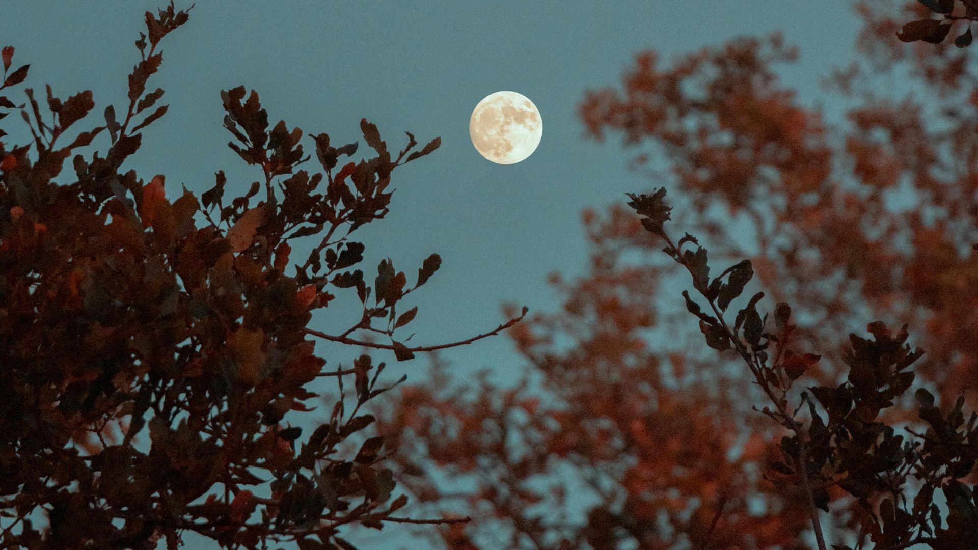 Las cuatro fases de la luna: luna llena