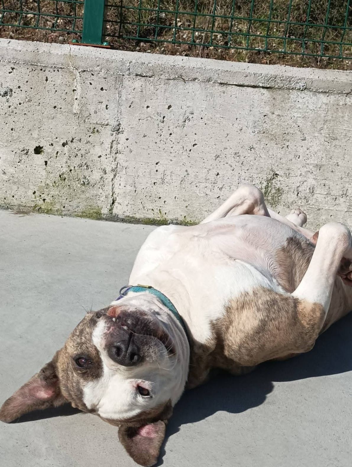 A Capi le gusta tomar el sol y hacer la "croqueta"