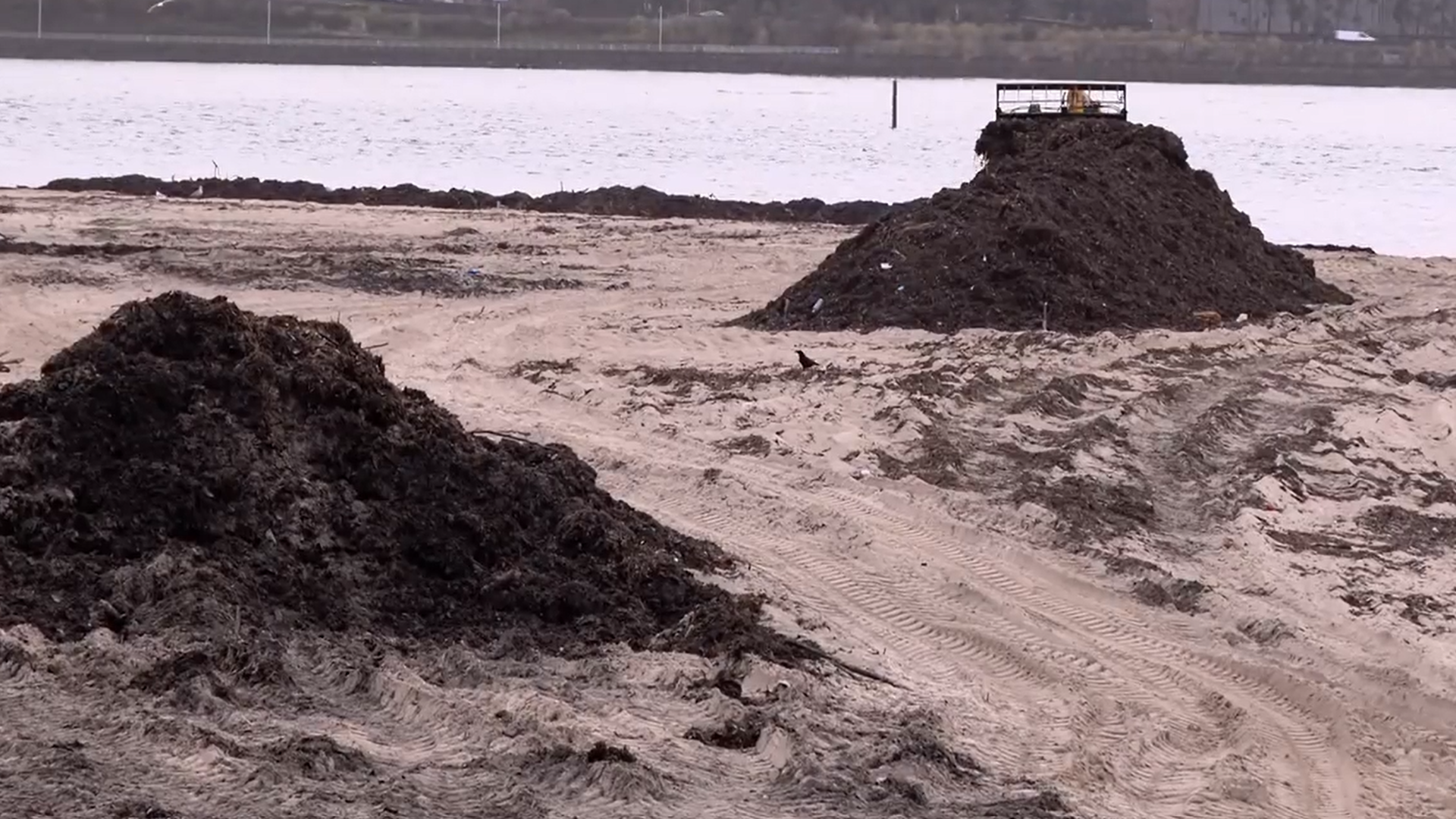 Algas y basura en playas de Pontevedra