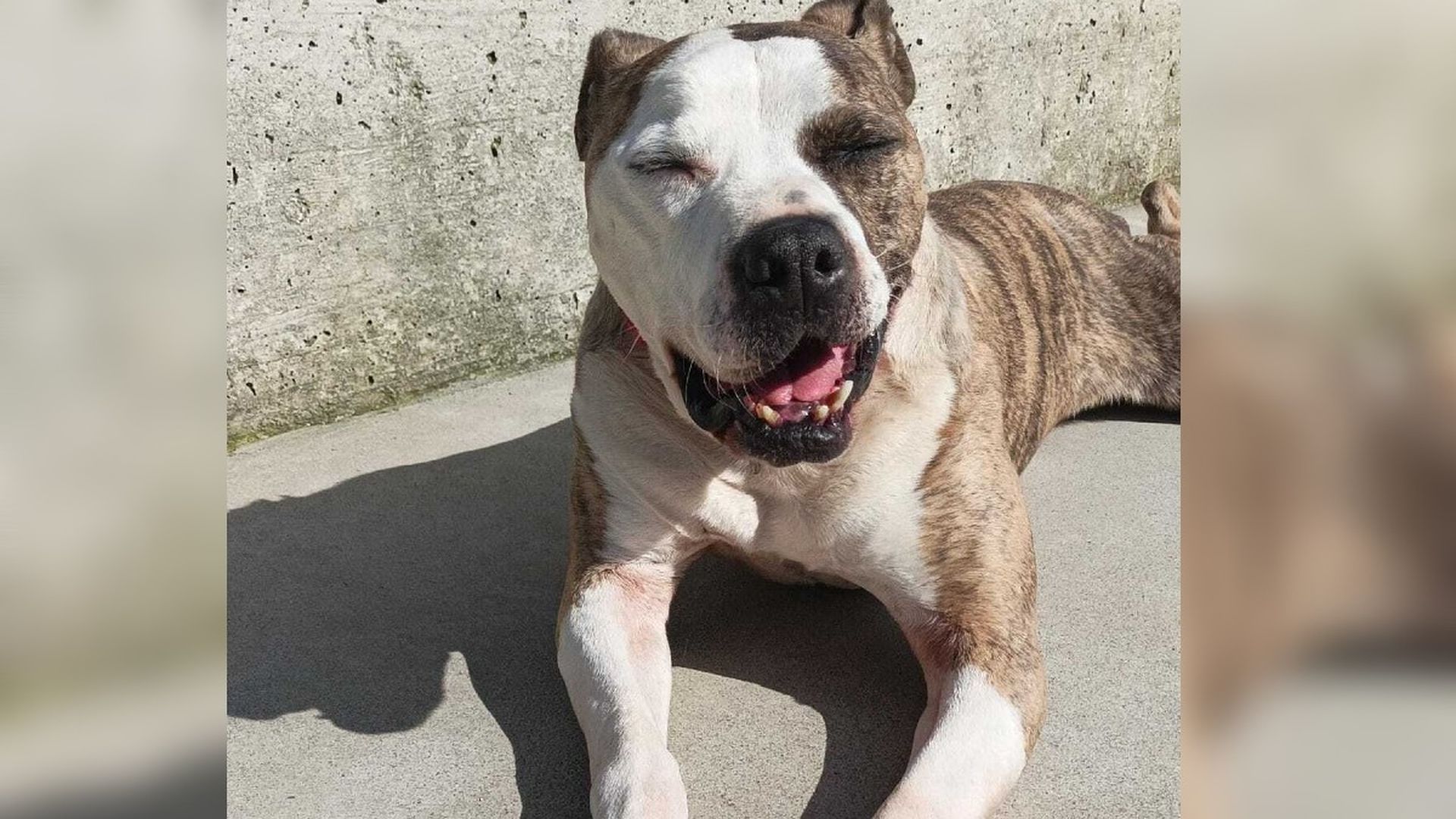 Capi, el  perro "veterano" de la protectora de Moura que busca una familia