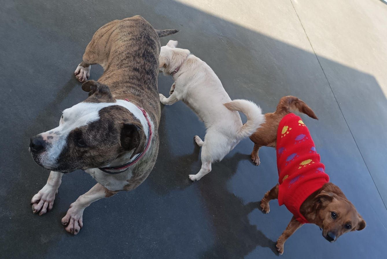 Capi se lleva bien con el resto de animales de la protectora y es muuy cariñoso