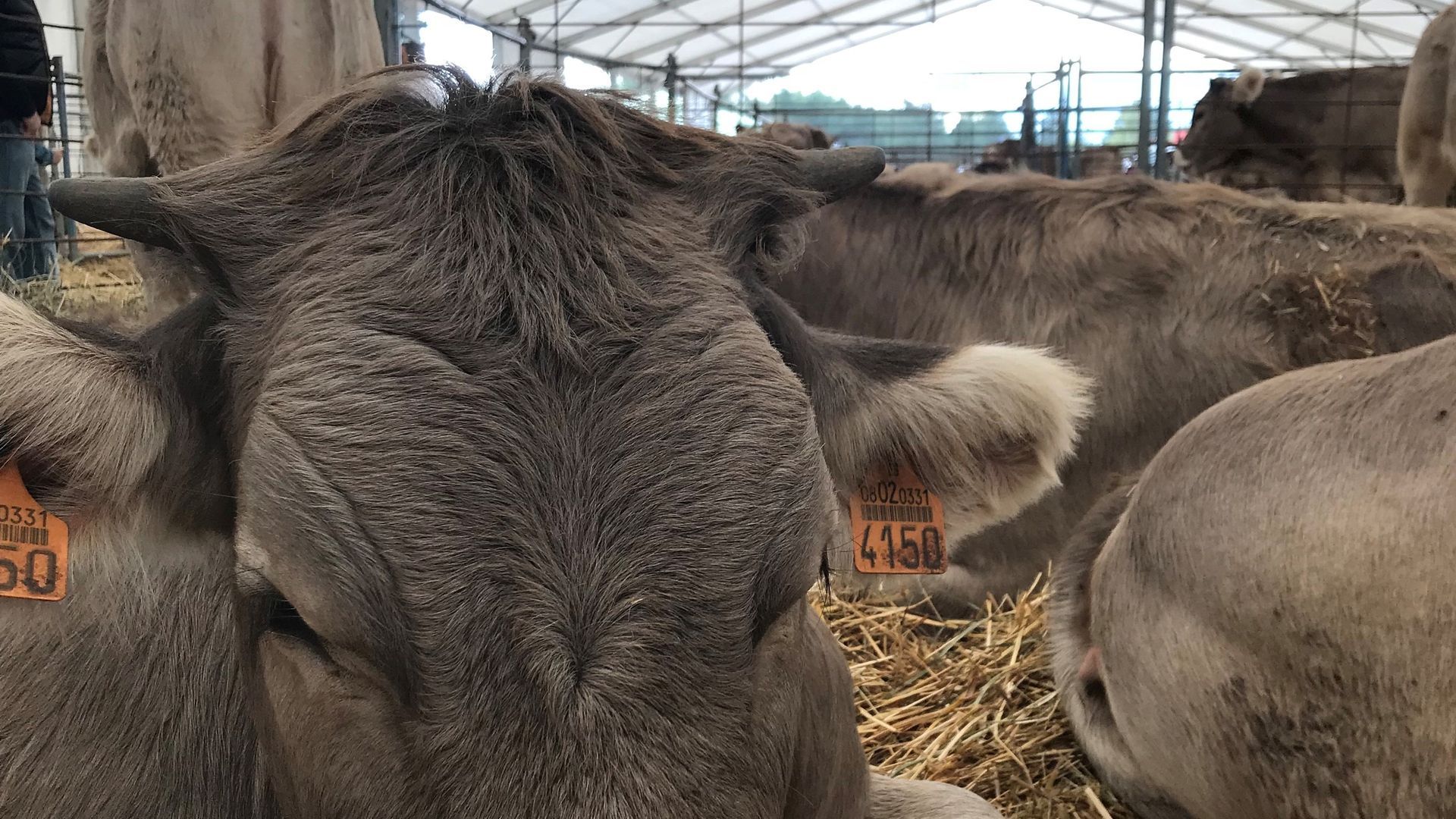 EuropaPress_2865535_vaca_ganado_feria_vacuno