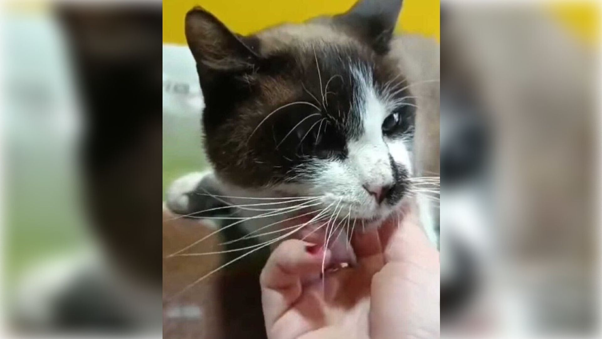 Uno de los gatos heridos de bala en Sabiote, Jaén Uno de los gatos heridos de bala en Sabiote, Jaén