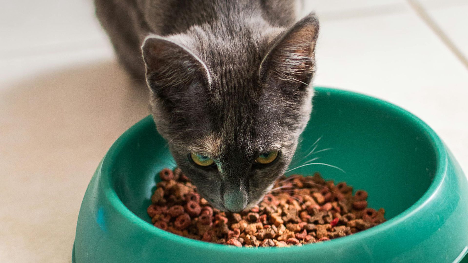 Los españoles optan por la alimentación de alta gama para sus mascotas