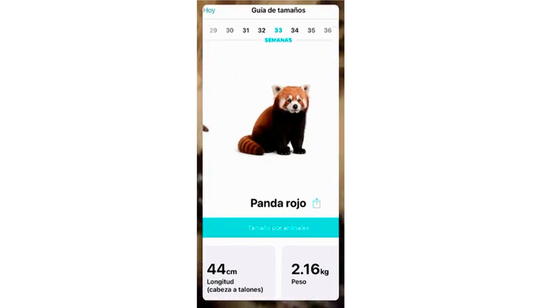 Medidas de la hija de Rodri y Marta