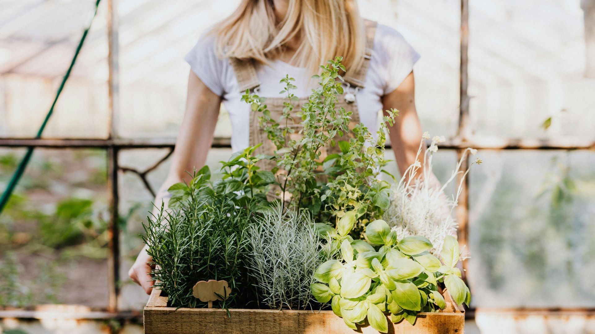 Plantas aromáticas ideales para cultivar en casa