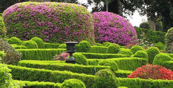 Ruta de la camelia en flor