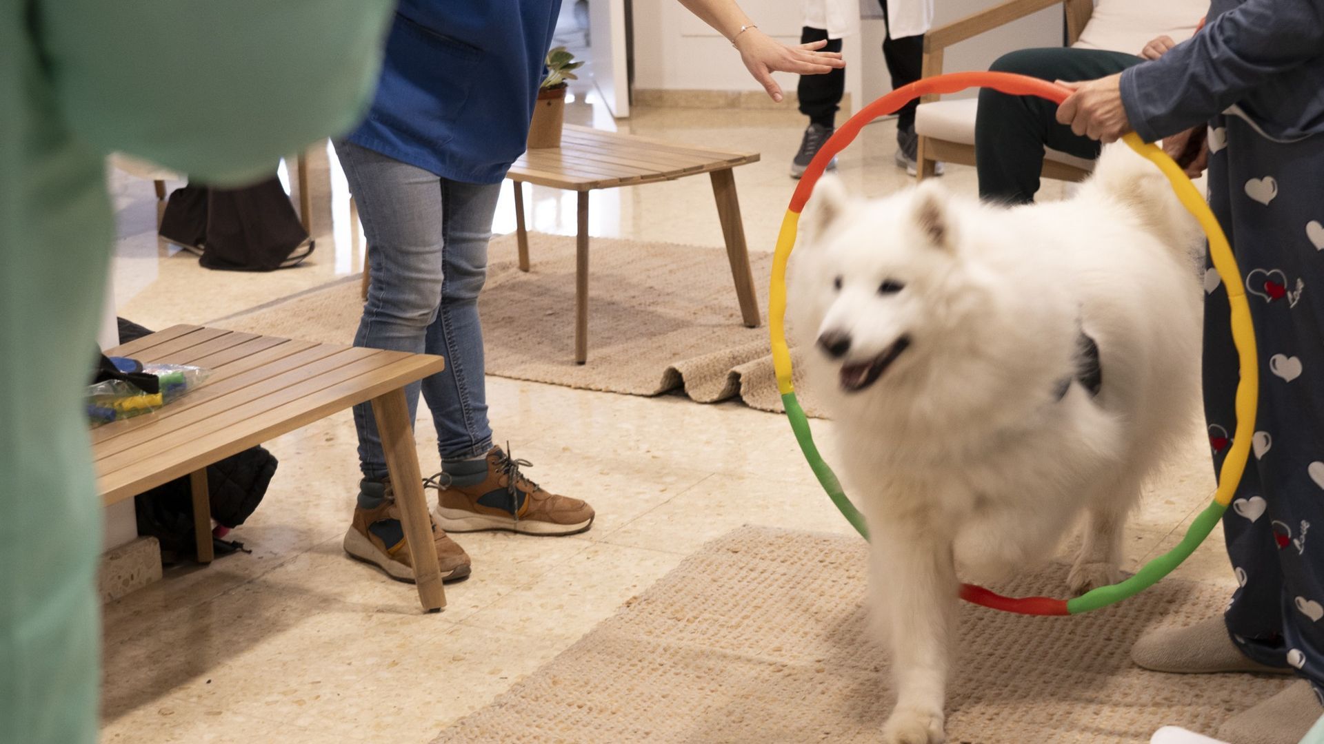 Mushu, un samoyedo de 6 años, participa en la terapia asistida Mushu, un samoyedo de 6 años, participa en la terapia asistida