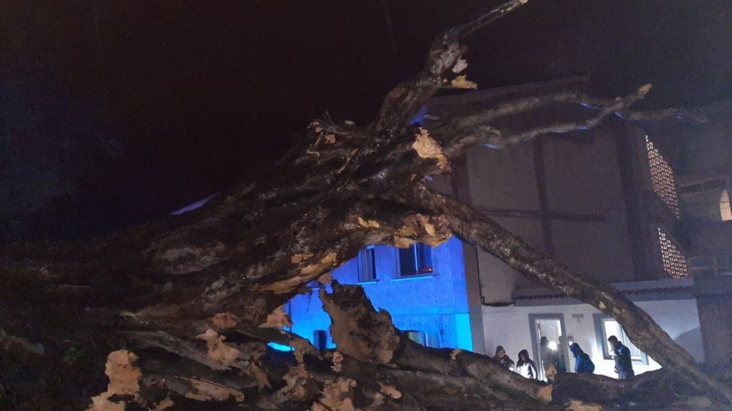 El histórico drago de San Francisco, un árbol de 210 años ubicado Los Realejos, Tenerife, cae tras el paso de la borrasca Regina Informativos Telecinco 2026 Es noticia 204