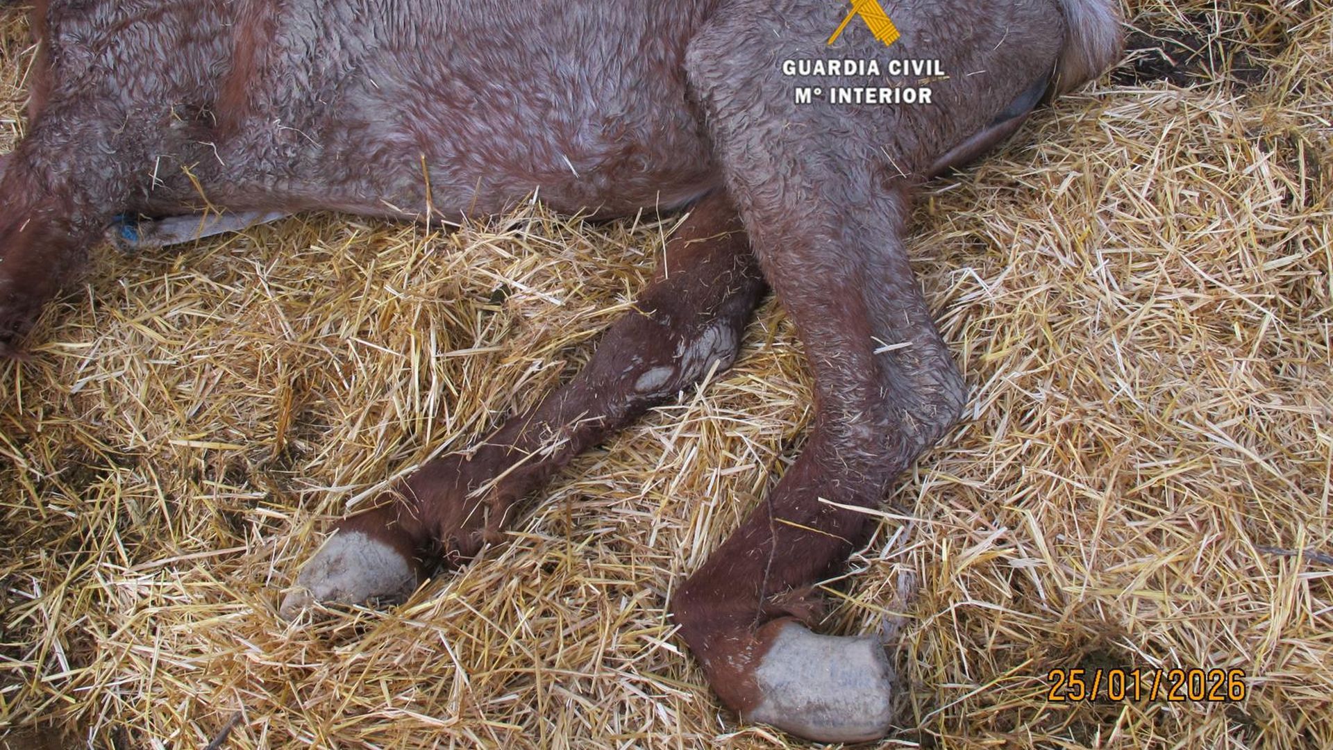 Estado en el que loa agentes encontraron a la yegua