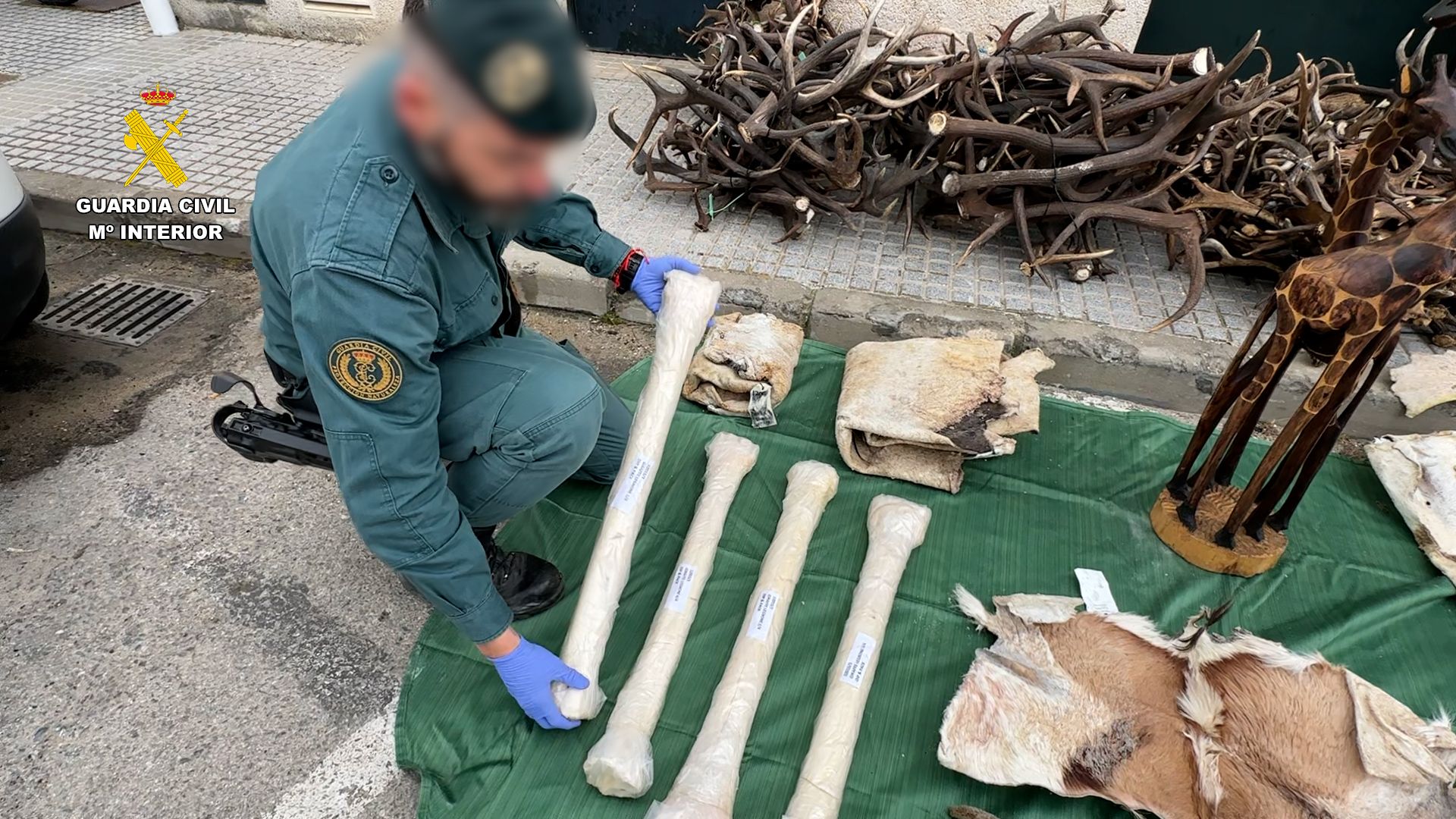 Agente mostrando los enormes huesos de jirafa