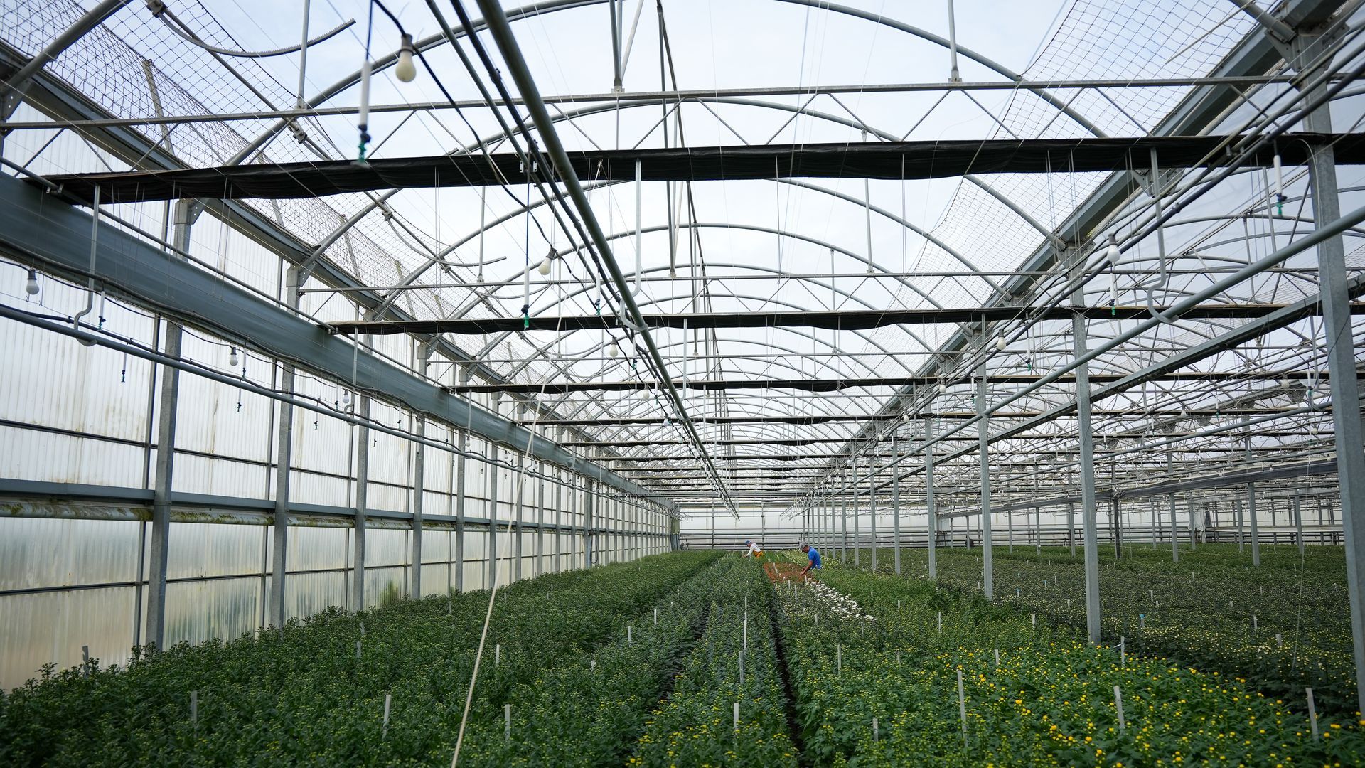 Invernadero Invernadero