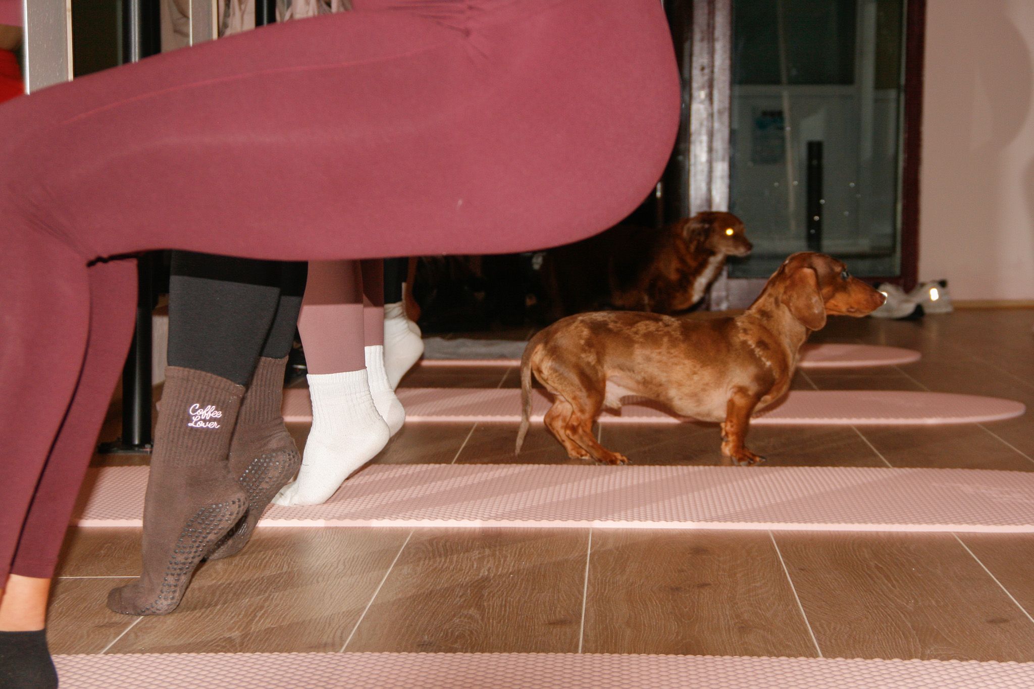 Los perros son bienvenidos en las clases de entrenamiento de barre