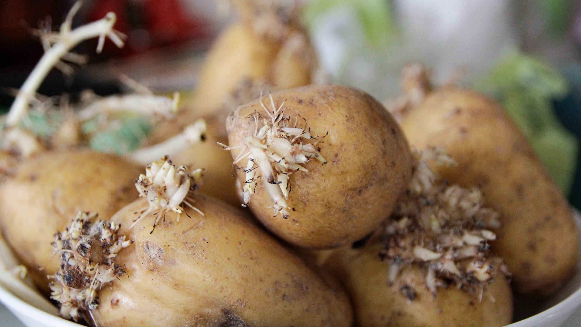 Patatas con brotes Patatas con brotes