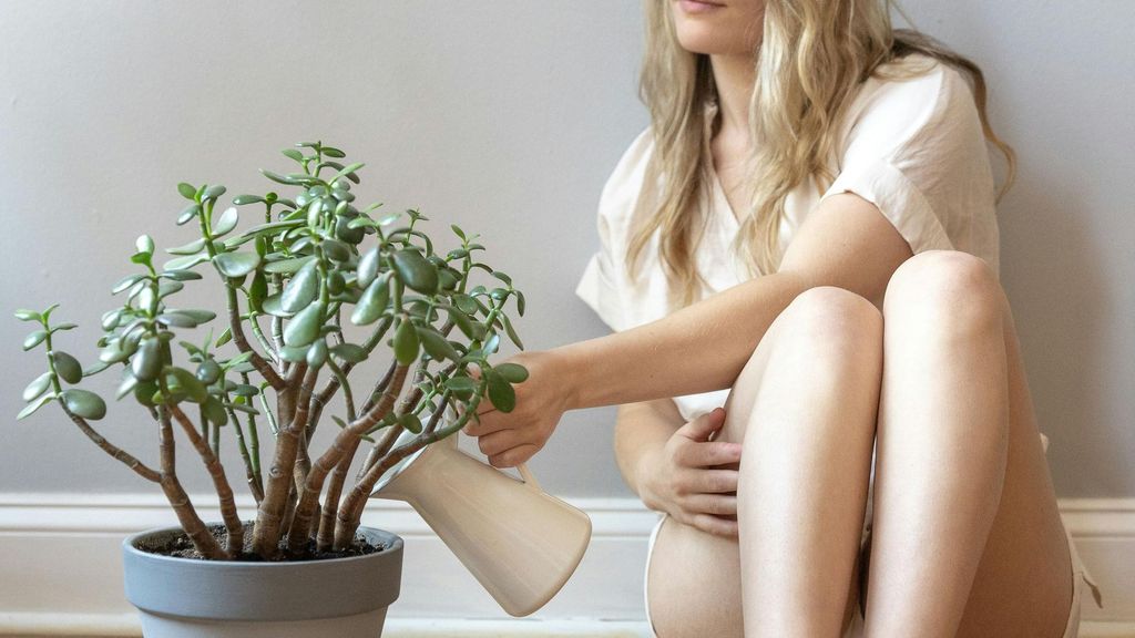 Guía de cuidados para cuidar una planta o árbol de jade