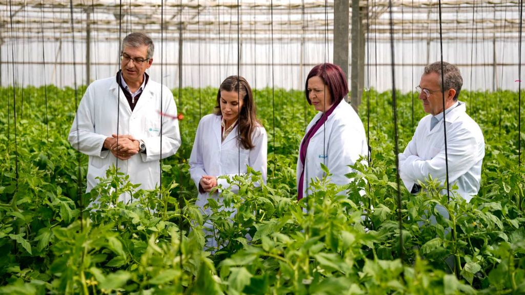La reina Letizia, con bata y recogiendo tomates en su visita a El Ejido: saludó a los agricultores y paseó por el invernadero