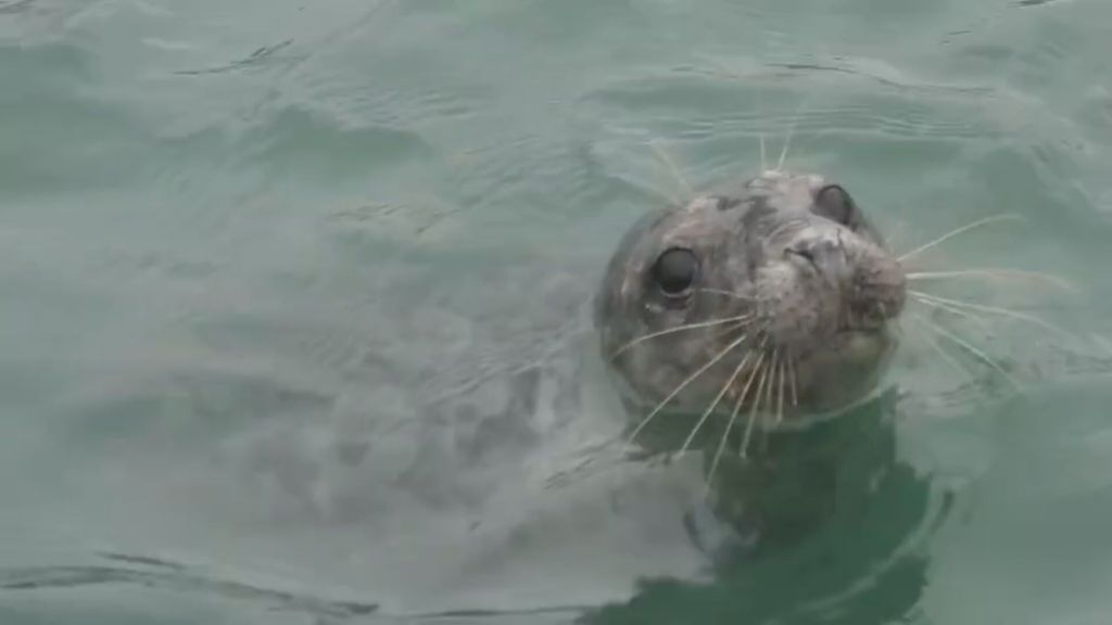 Una cría de lobo marino se pasea por el puerto de Cariño, A Coruña