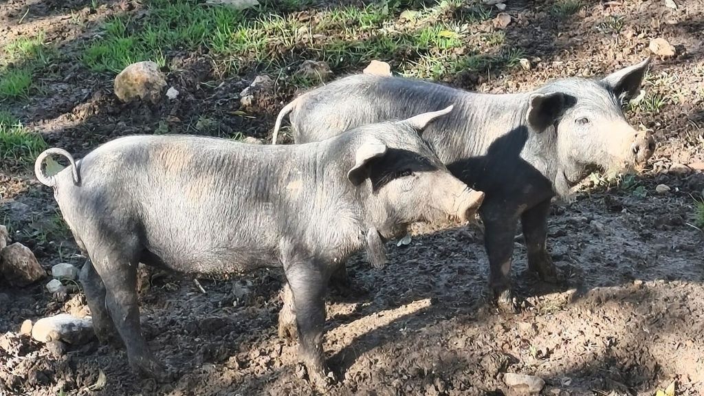La peste porcina salta al municipio de Barcelona y obliga a extender las restricciones