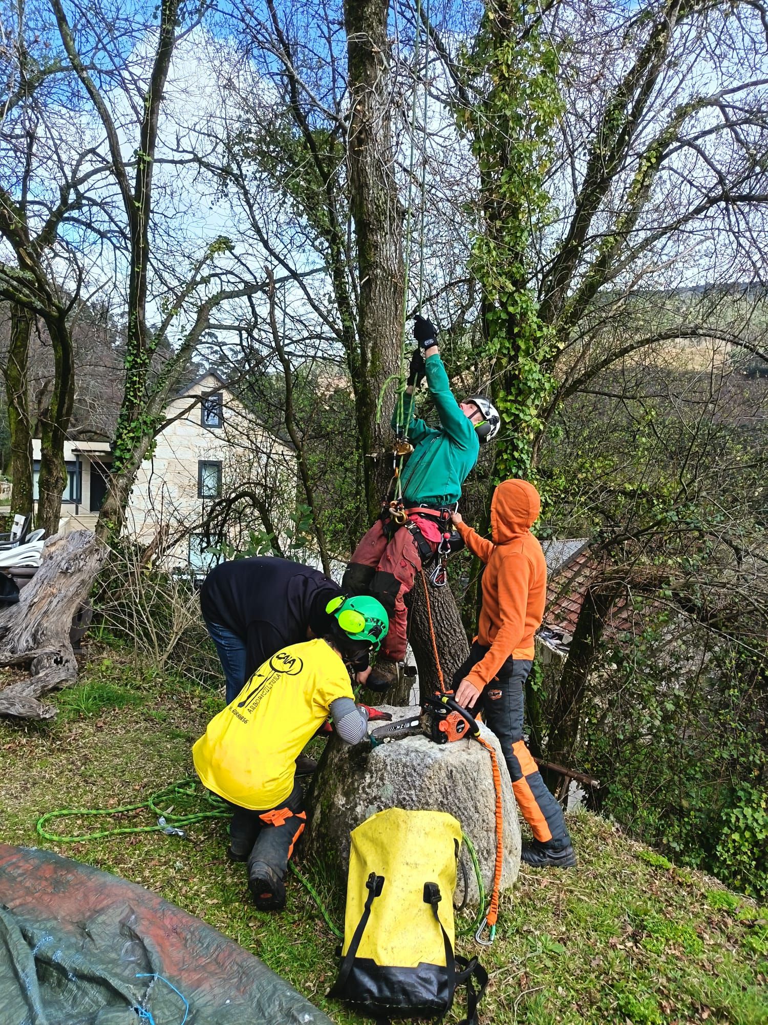 Los trabajadores montaron un operativo para acceder a lo alto del árbol