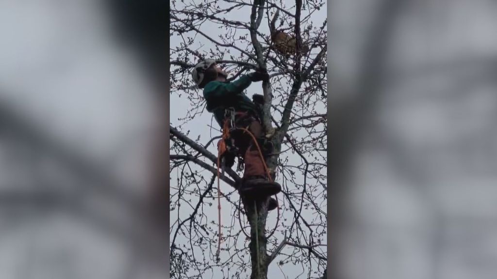 Rescatan a un gato que pasó cuatro días en un árbol en Moaña, Pontevedra