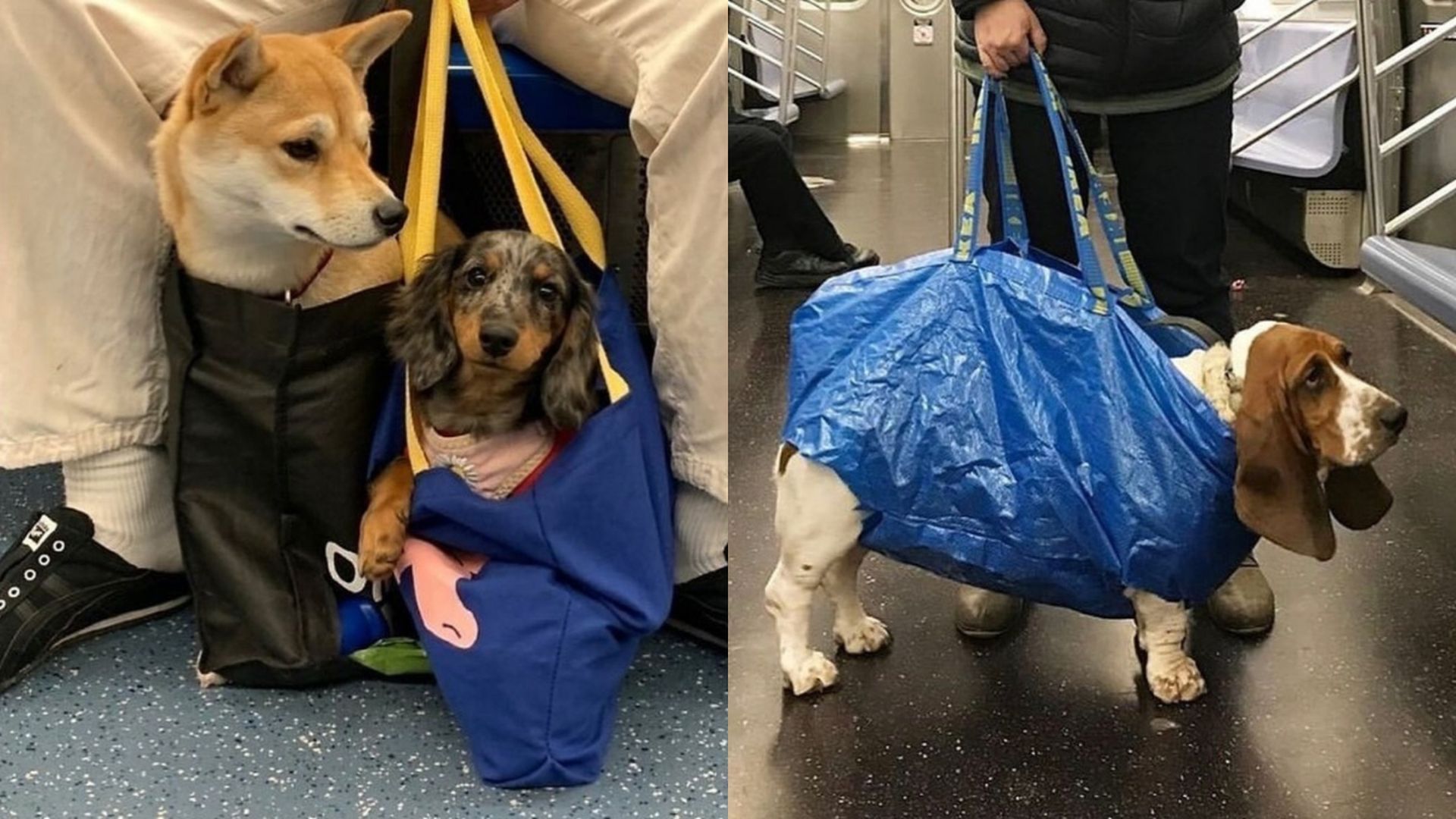 Así viajan los perros en el metro de Nueva York