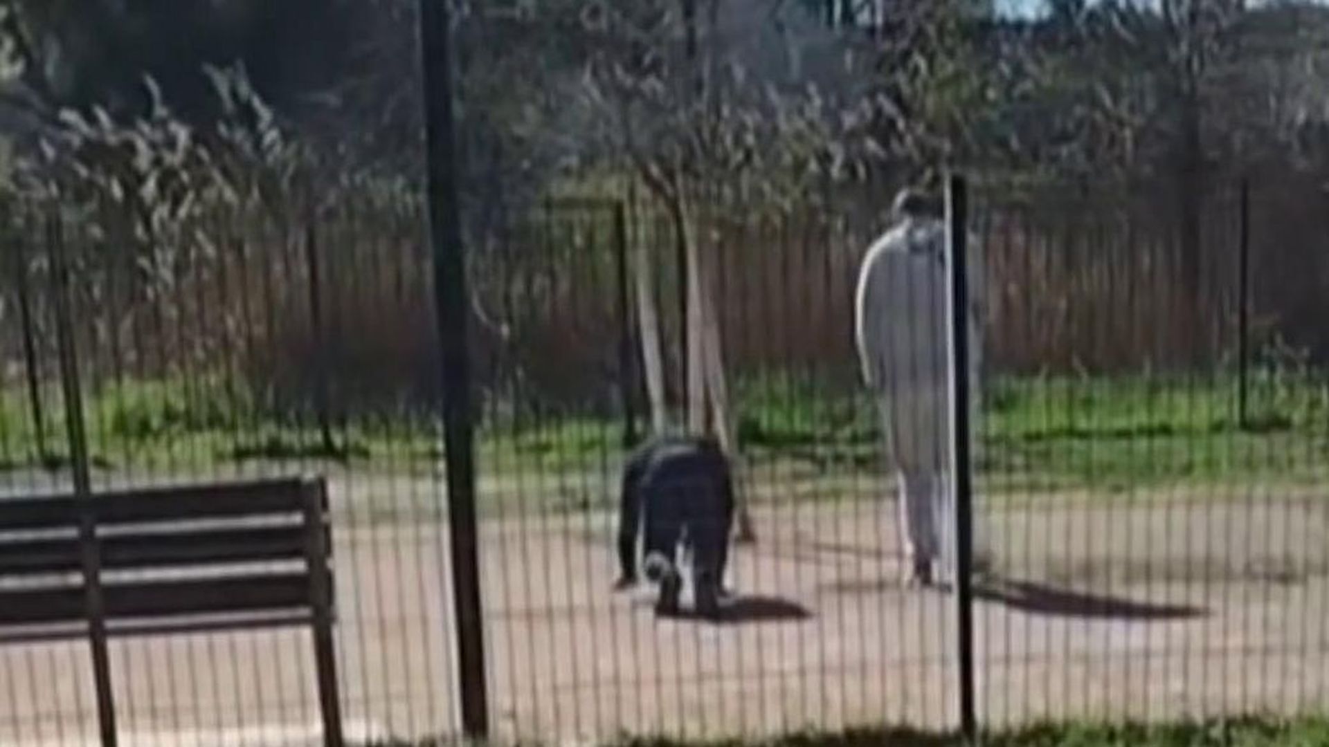 La moda de los Therian y andar a cuatro patas, un riesgo para la salud