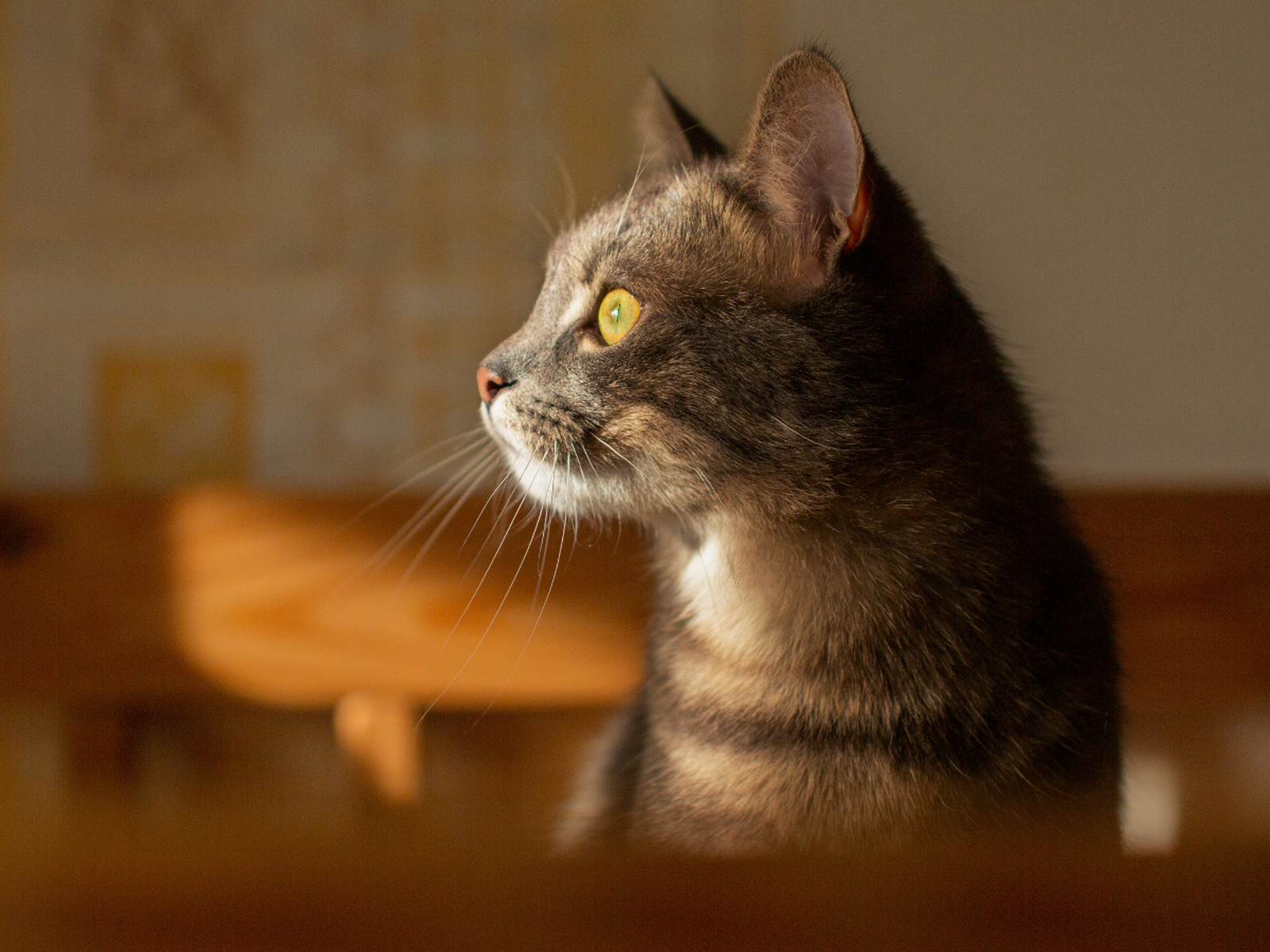 Los felinos pueden detectar cambios en la luz que nuestro cerebro no llega ni a registrar