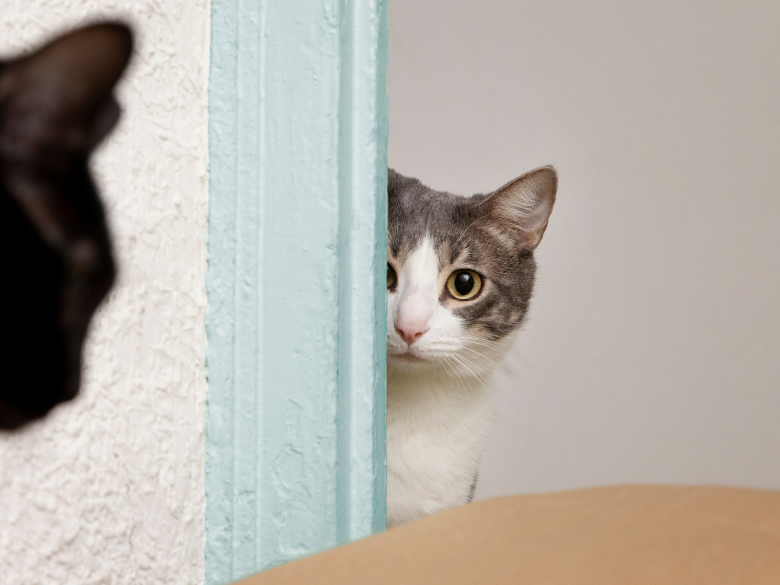 Los gatos puede percibir estímulos que pasan completamente desapercibidos para nosotros