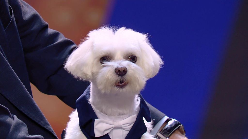 Ringo, el perro cantante de lírico que sorprende en audiciones: "Ha desafinado" Got Talent Temporada 11 Top Vídeos 149