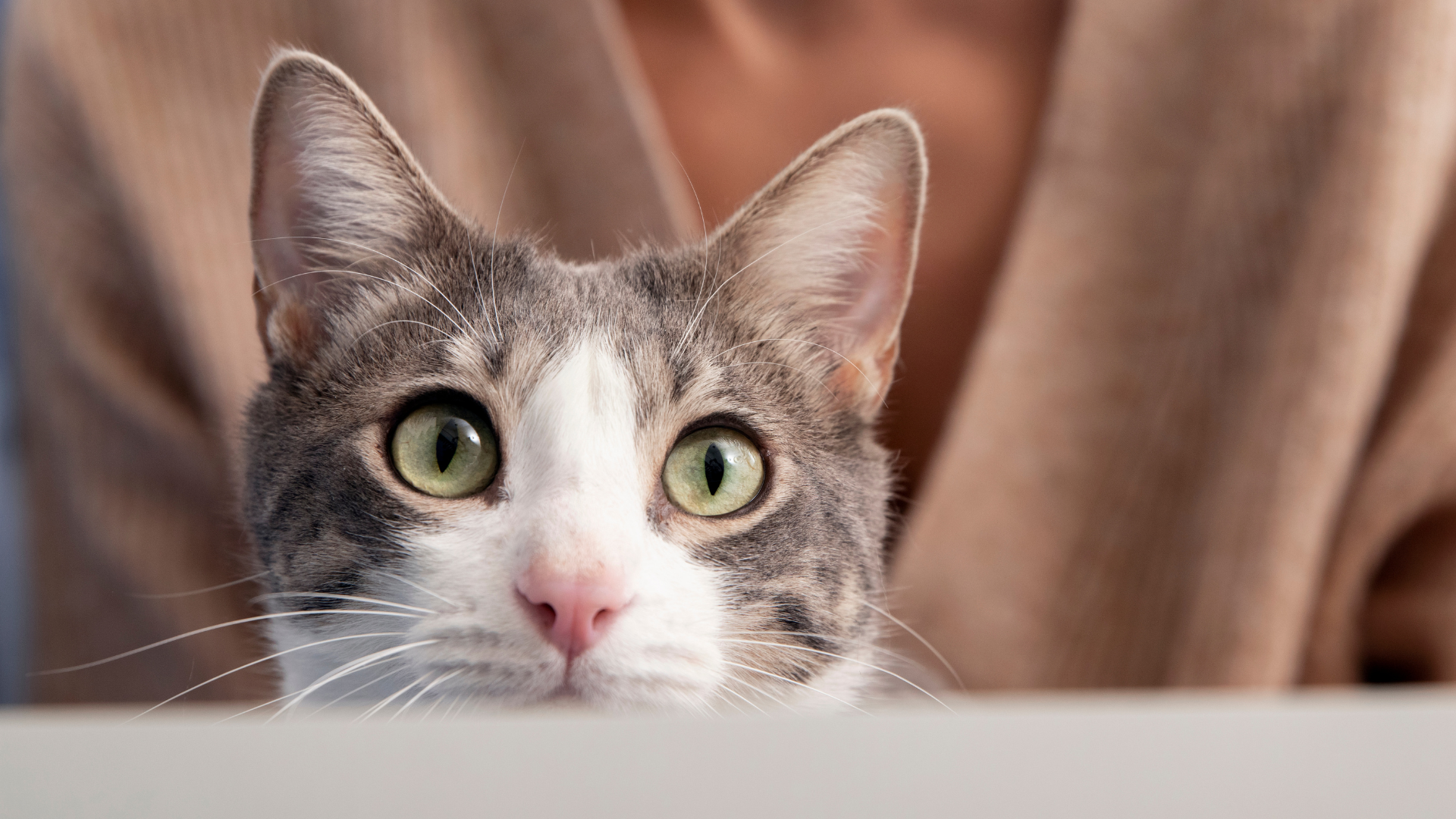 Su organismo está diseñado para detectar presas como insectos o roedores Su organismo está diseñado para detectar presas como insectos o roedores