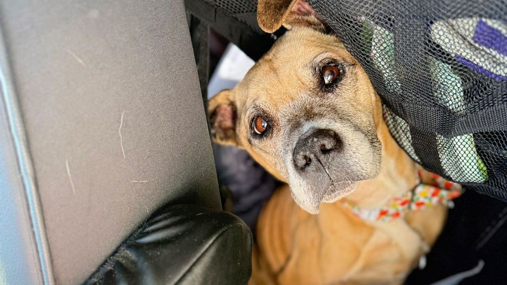 Buscan acogida para Pompita, una perra rescatada de una casa en Sanlúcar, Cádiz: "La estaban dejando morir"