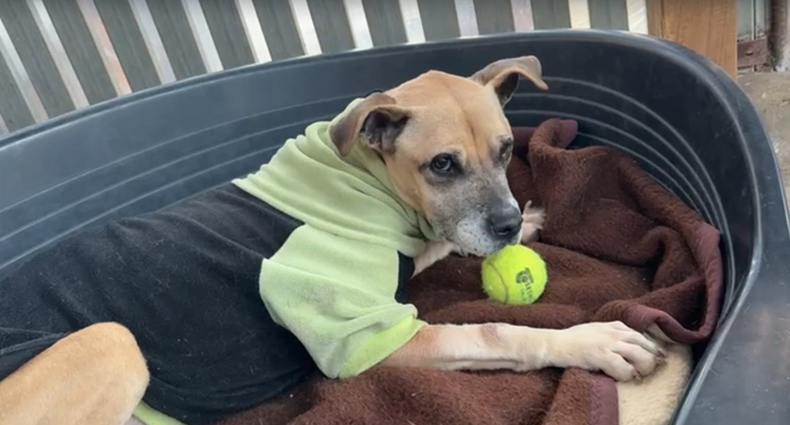 Pompita ya a salvo tras ser rescatada y alimentada