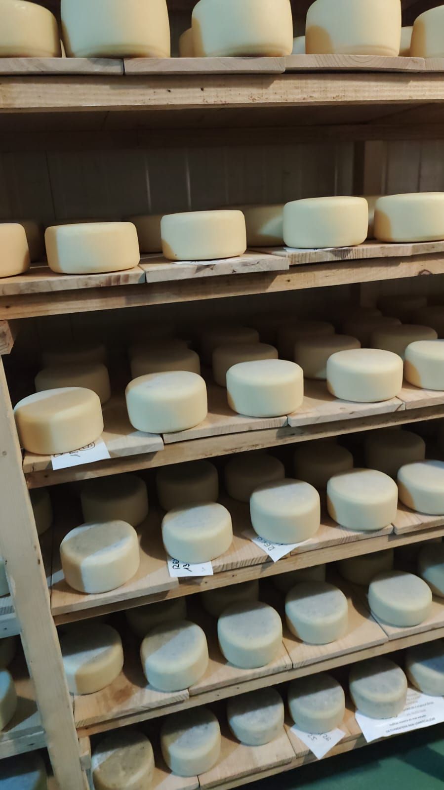 Visita de los alumnos de la Escuela de Pastores a una quesería