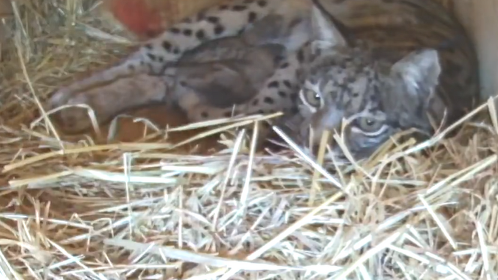La vida se abre paso en Doñana con el nacimiento de seis cachorros de lince: "Un nuevo logro en dos décadas de trabajo"