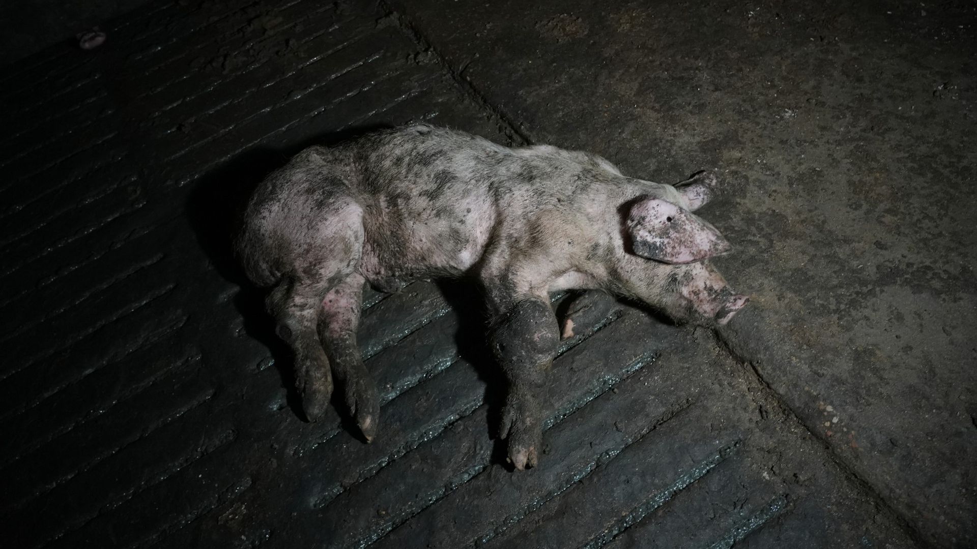 La organización denuncia que los cerdos viven en condiciones insalubres