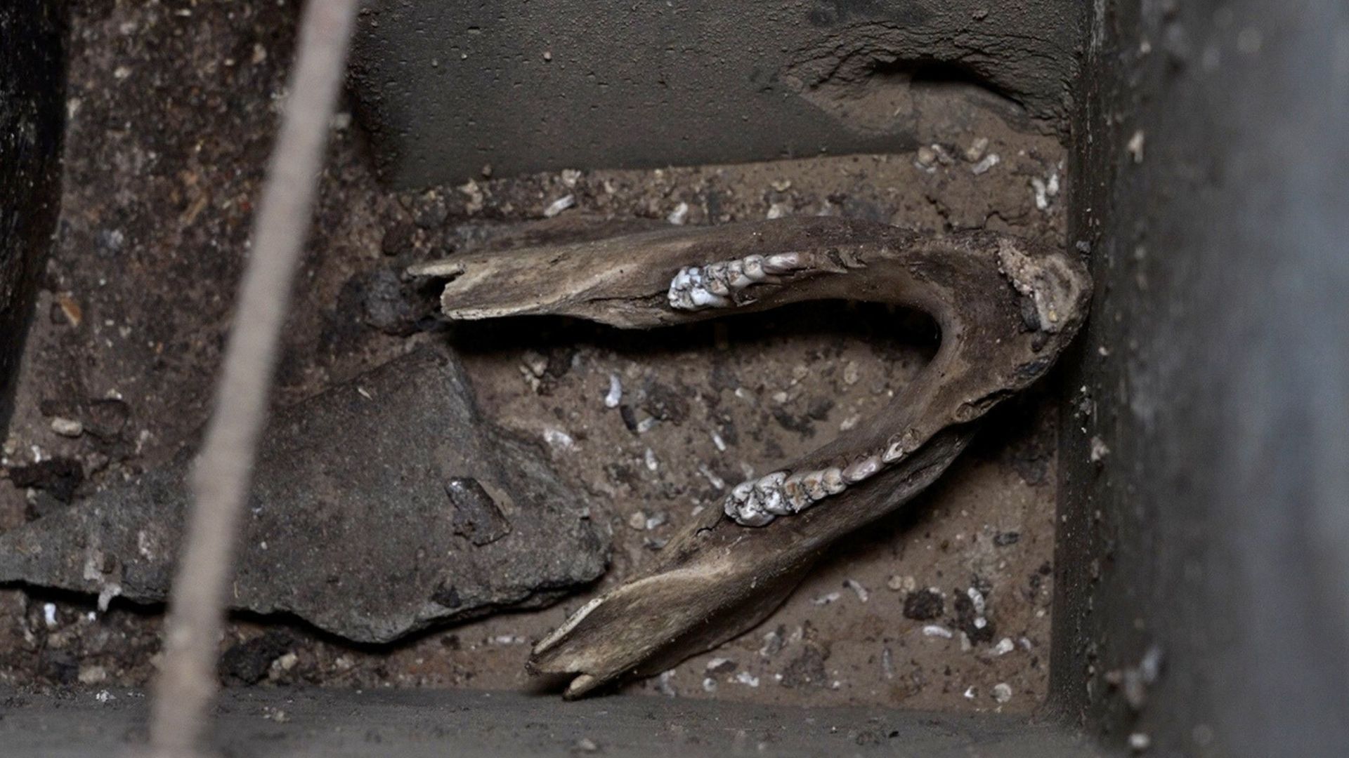 La organización denuncia que los cerdos viven en condiciones insalubres