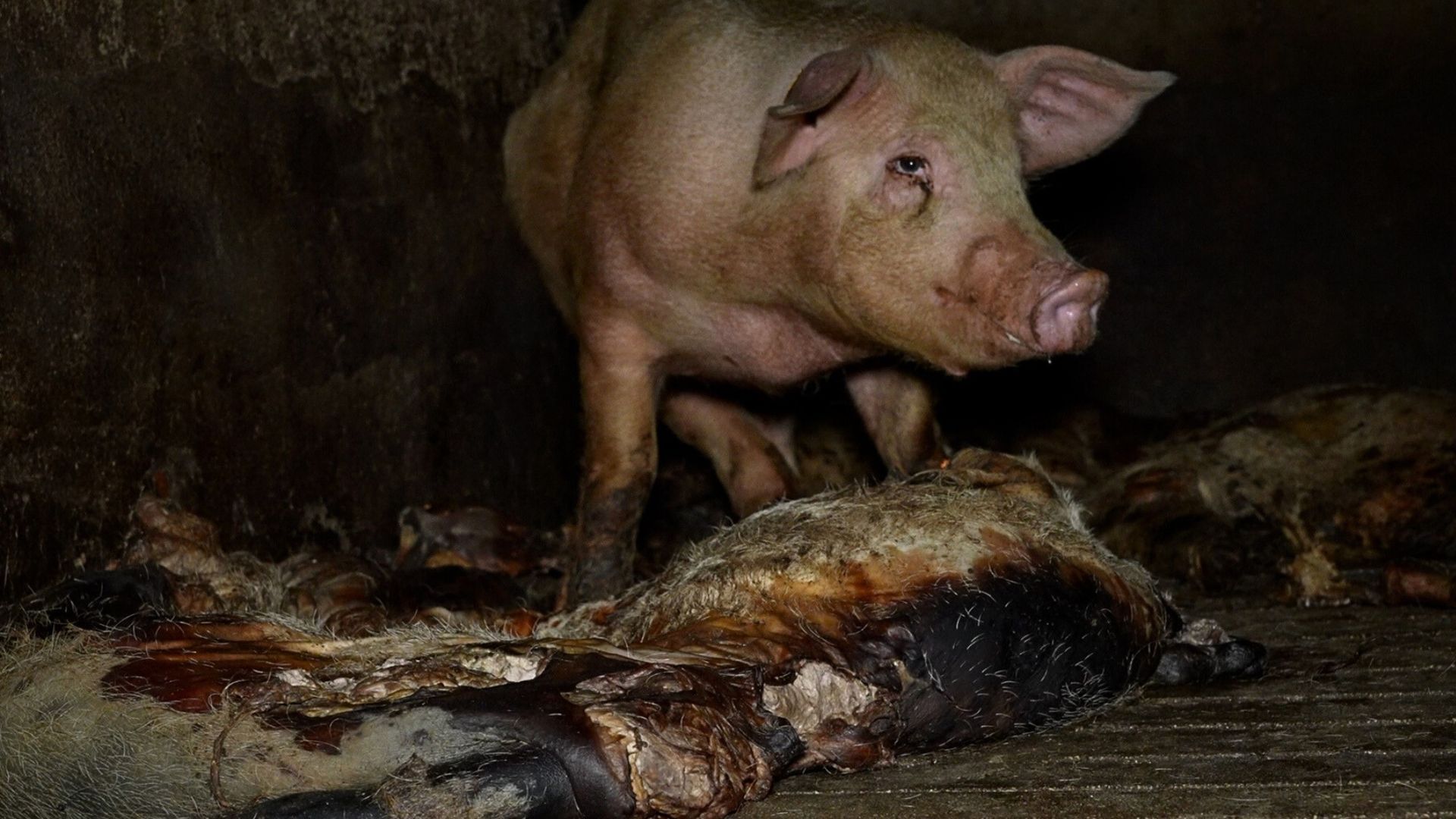 La organización denuncia que los cerdos viven en condiciones insalubres