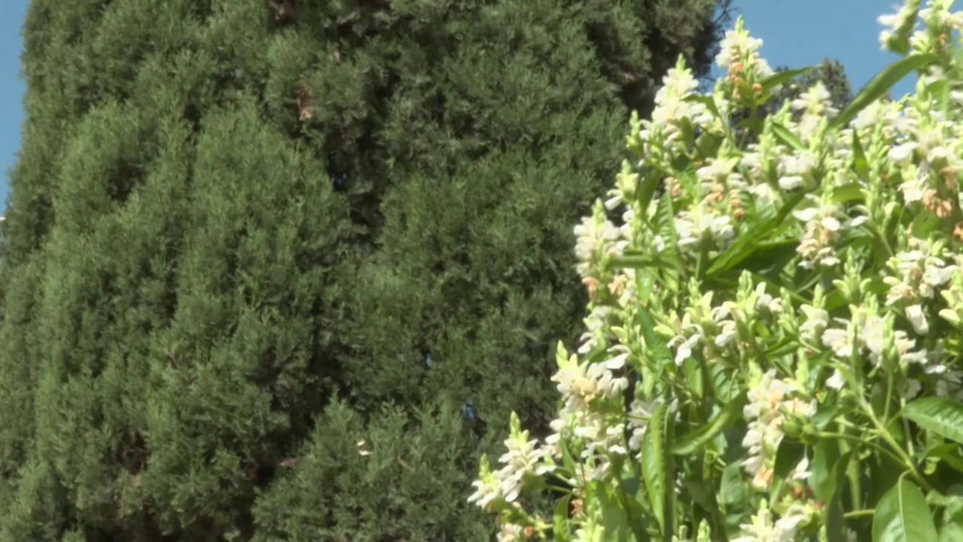 La temporada del polen será más larga y más intensa por los cambios bruscos de tiempo