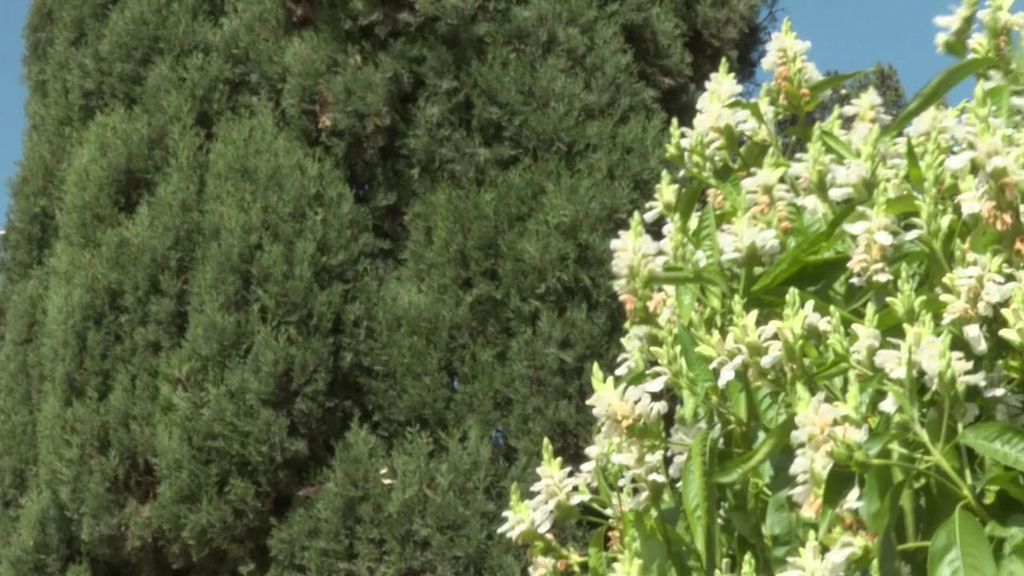 La temporada del polen será más larga y más intensa por los cambios bruscos de tiempo