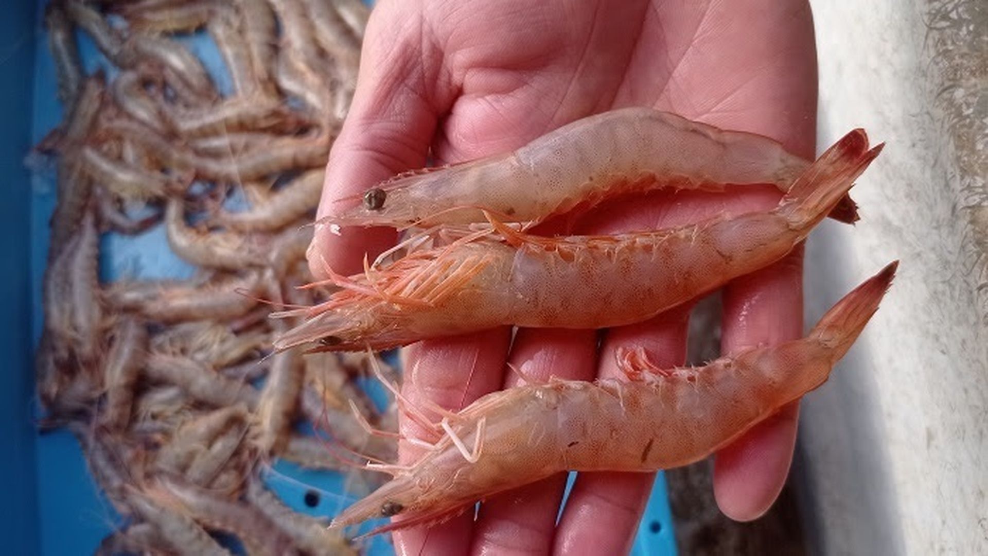 Langostino café Langostino café