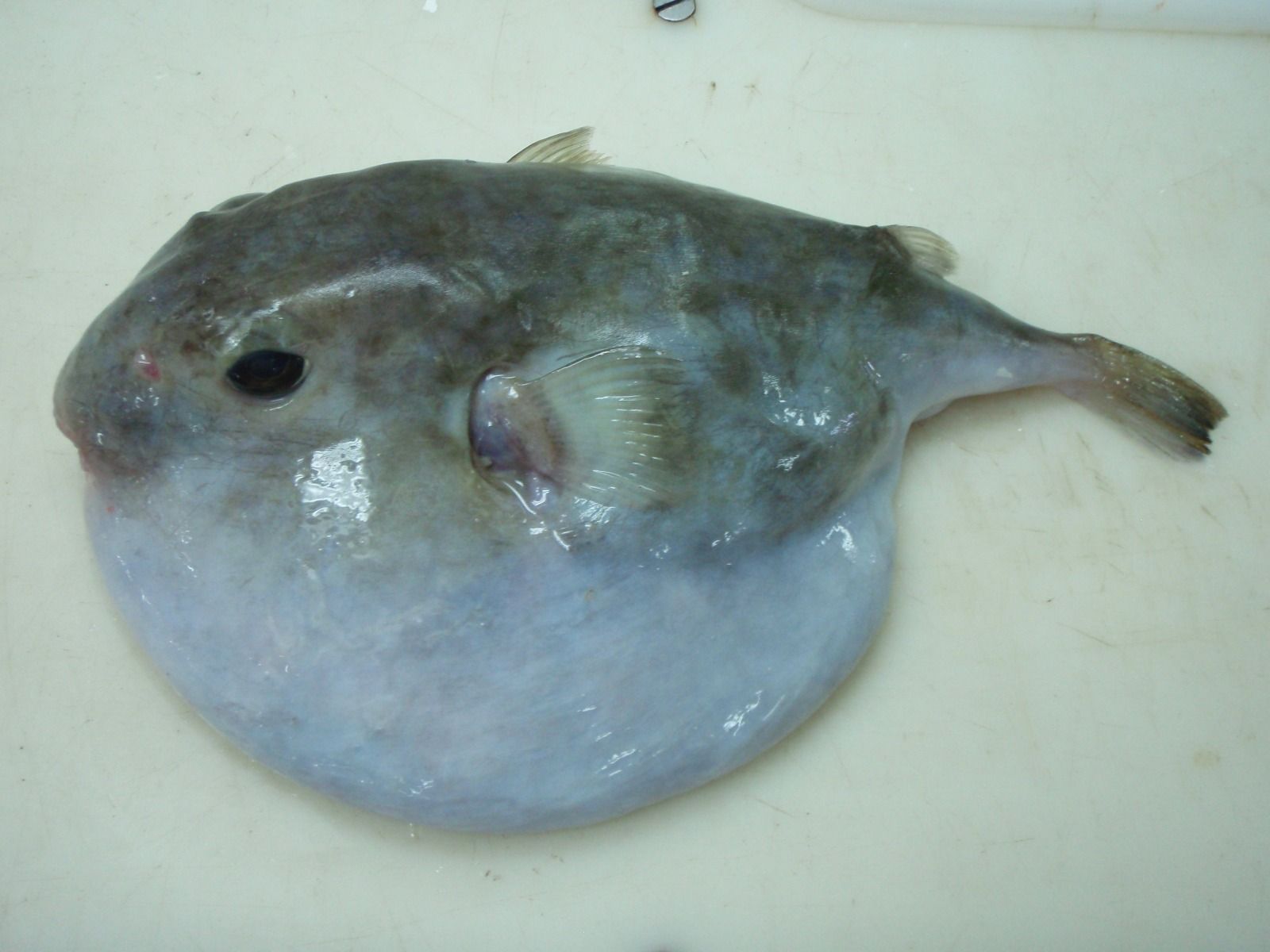 Uno de los peces tropicales localizados en las Rías Baixas