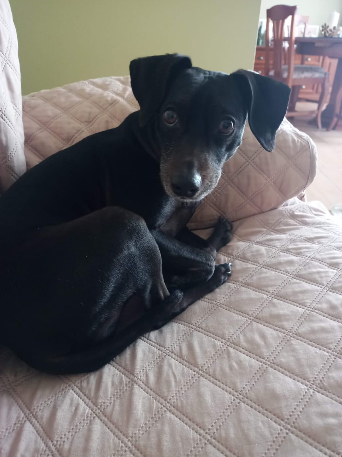 Kira, la perrita perdida en Camas (Sevilla)