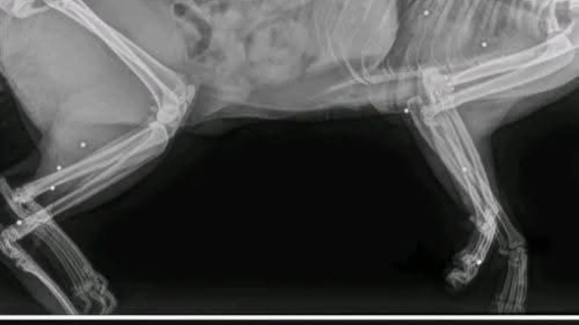 Radiografías de Valentín