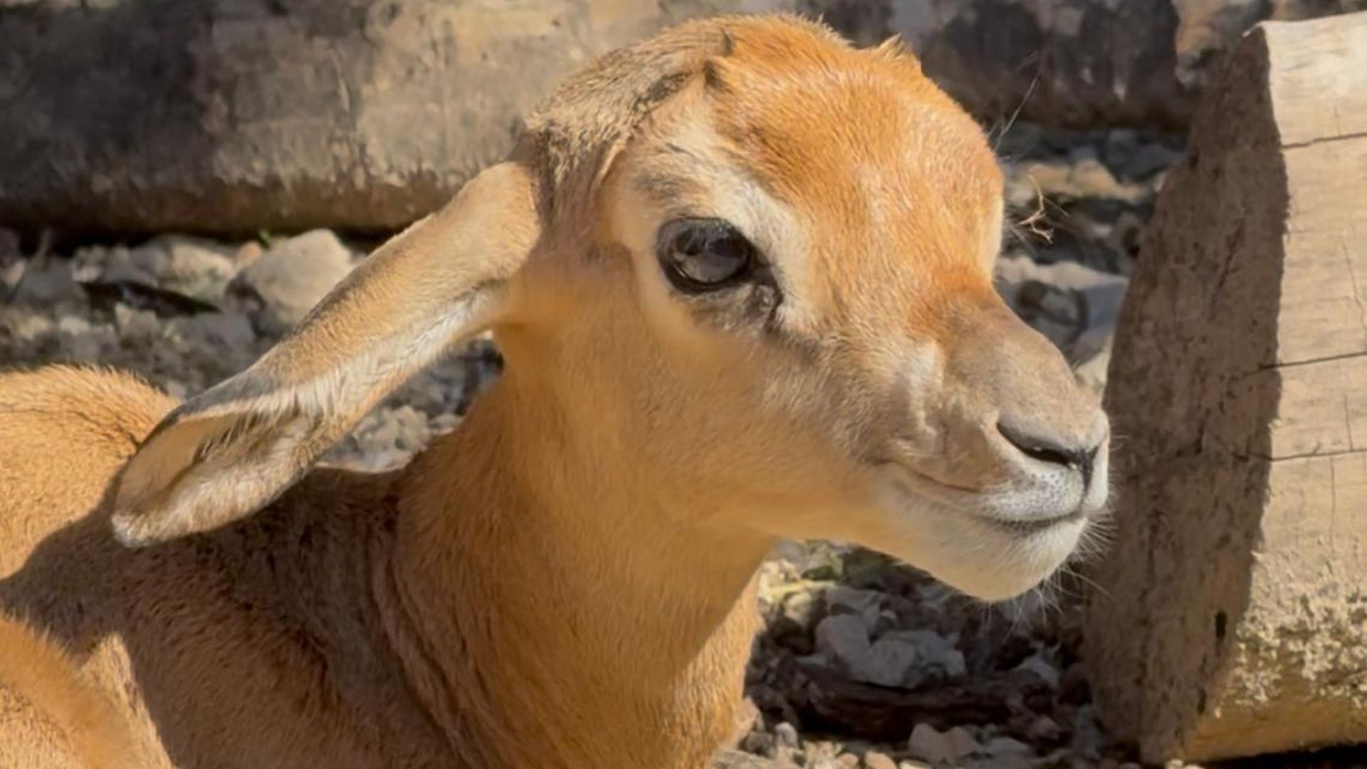 WhatsApp Image 2026-03-19 at 10.27.38 WhatsApp Image 2026-03-19 at 10.27.38